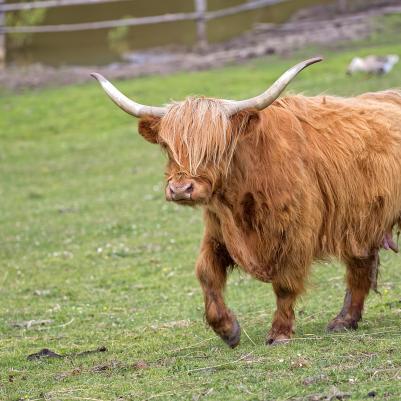 Scotland Highland Cow