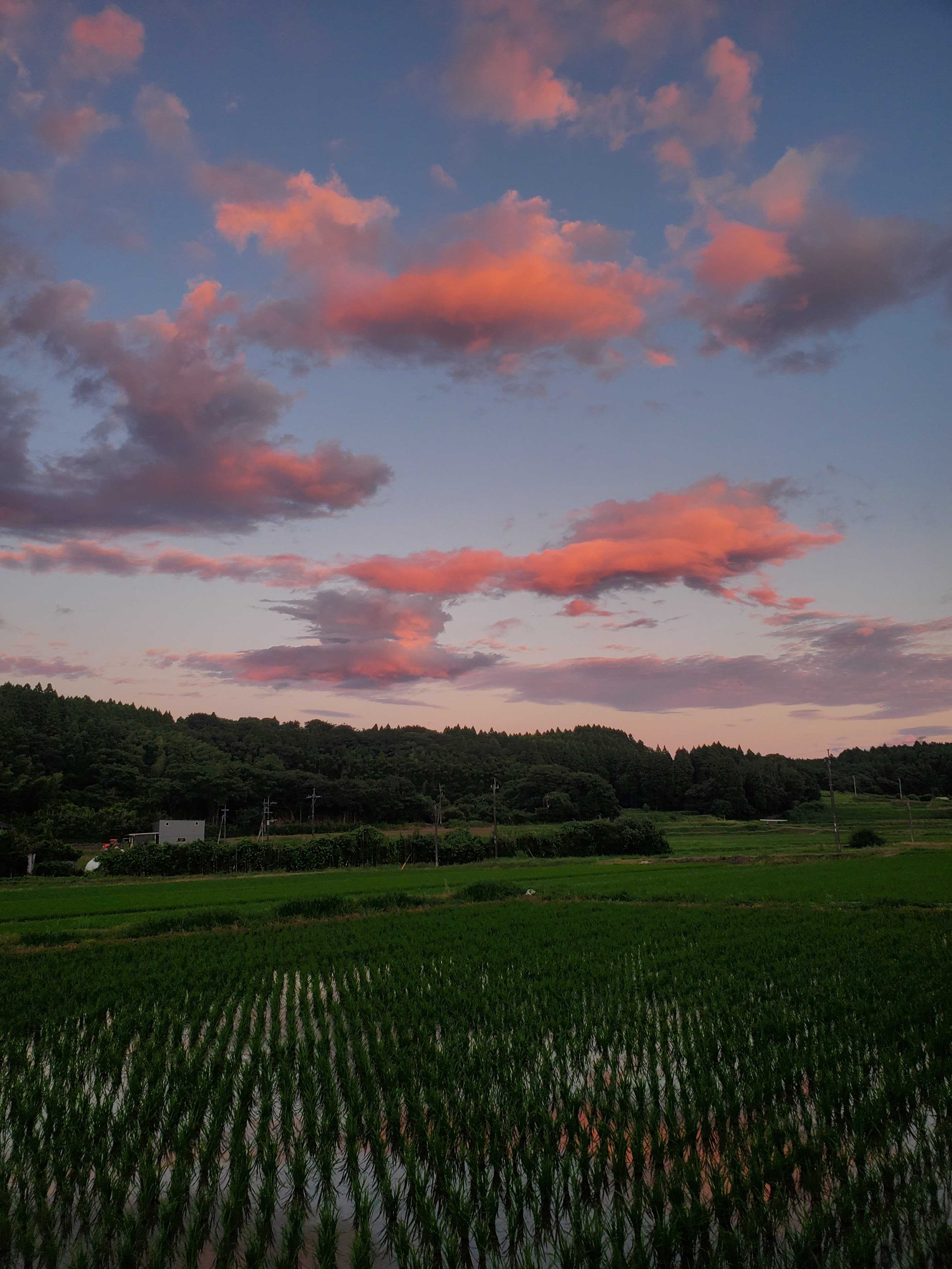 A green field during the summer with pink clouds