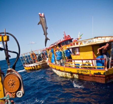 fish out of water surrounded by fishing boats