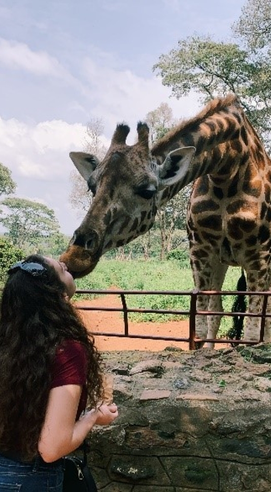 student giving kiss to giraffe