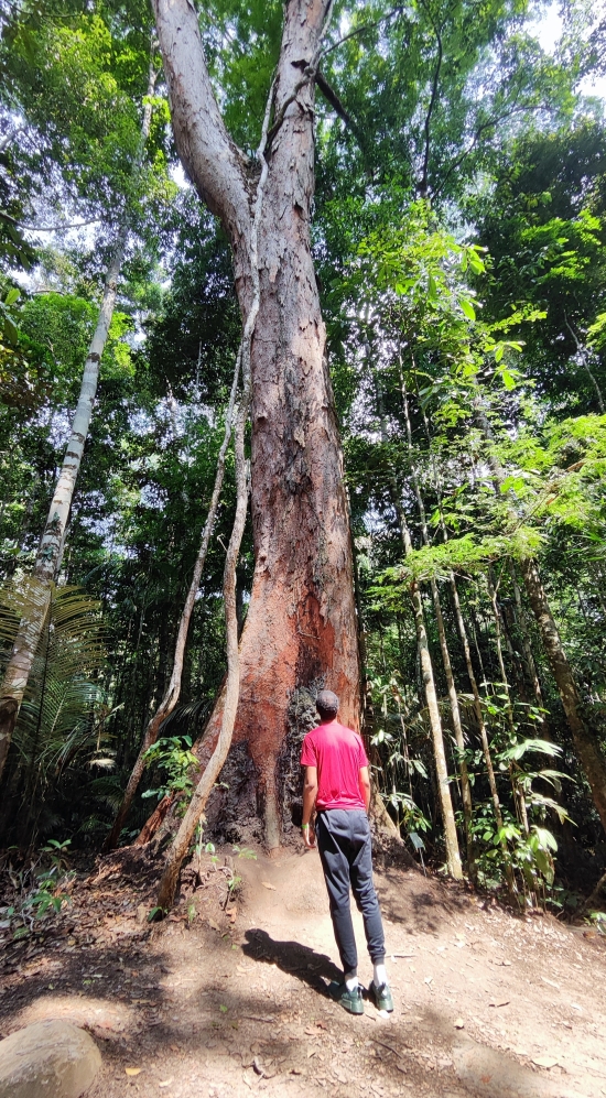 Jaden Anderson looking up at a tall tree surrounded by luscious greenery in the Amazon
