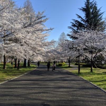 Tokyo Cherry Blossoms