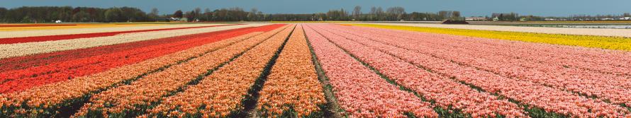 Tulip landscape in Netherlands