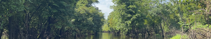 A river surrounded by luscious green trees and groves in the Amazon rainforest