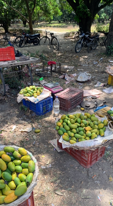 eyal india photo - mangoes 